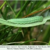 lasiommata maera larva l3 daghestan